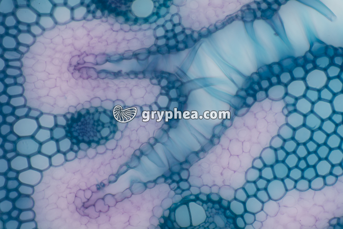 Feuille d'Oyat CT x100 - gryphea.com